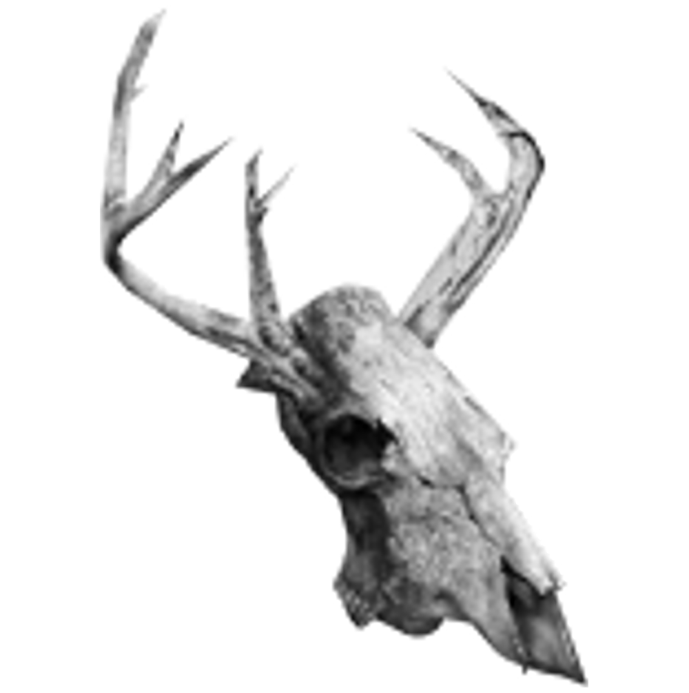 SCP-323  Wendigo Skull (SCP Orientation) 