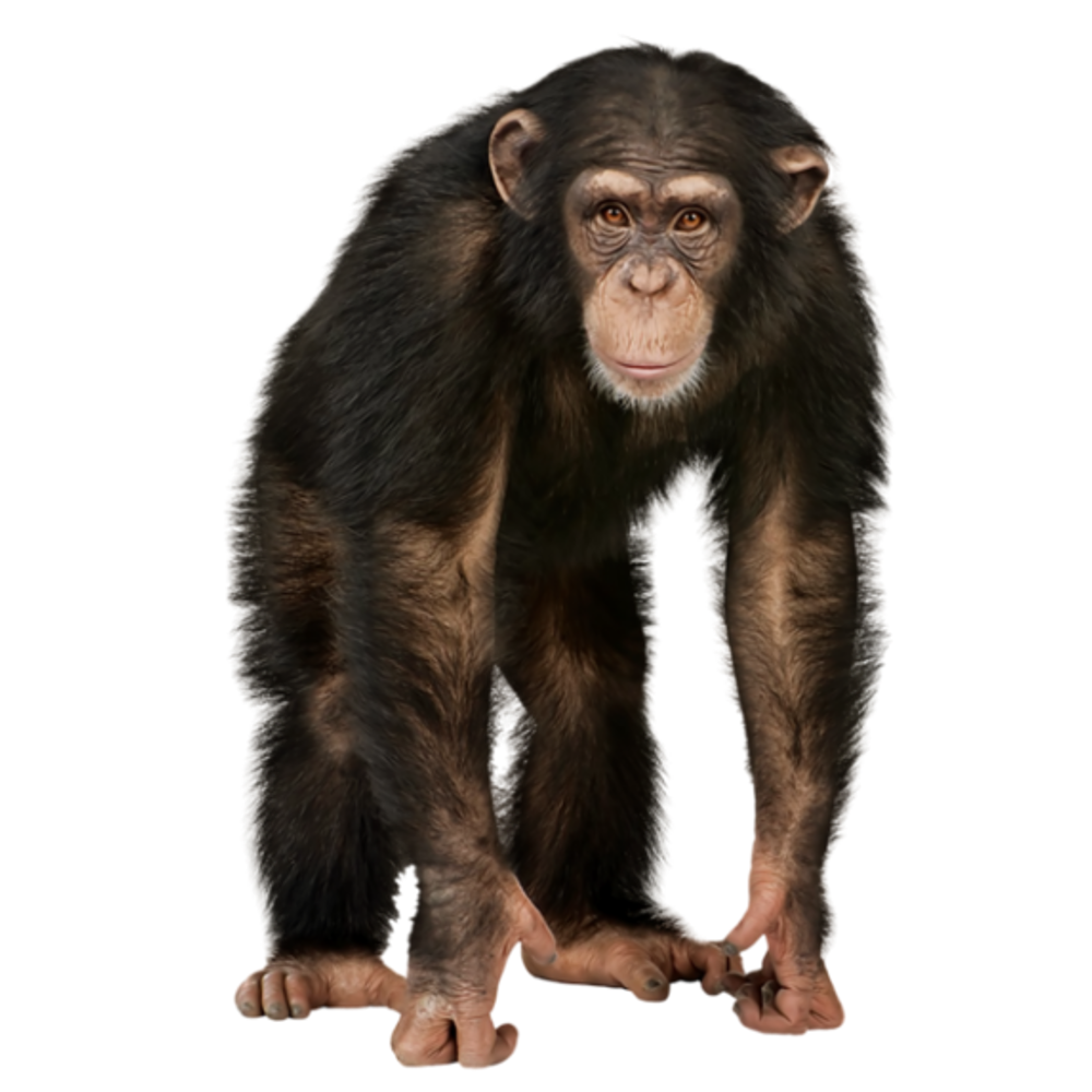 SCP-397 - A Hominidae by Sarwet46-And-SCP on DeviantArt