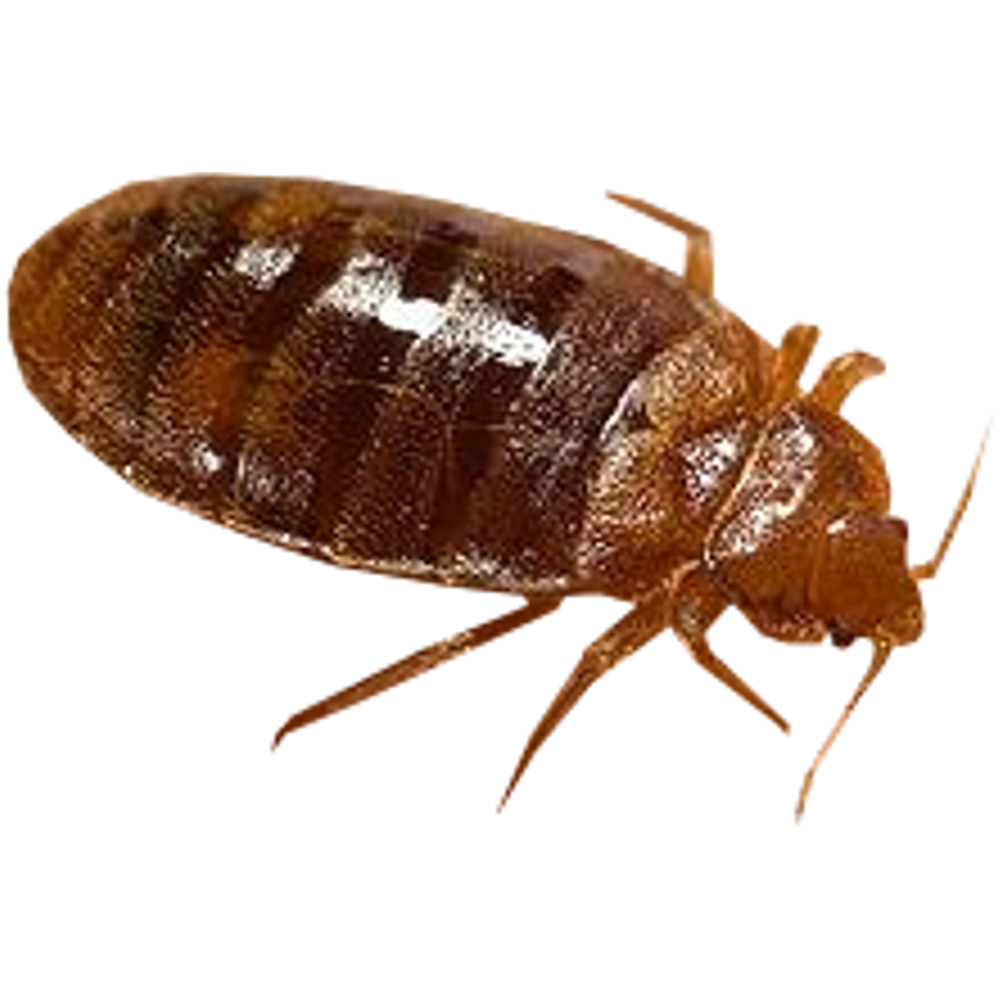Scp50 Insect SCP-456 - Soporific Bedbugs by Sarwet46-And-SCP on DeviantArt