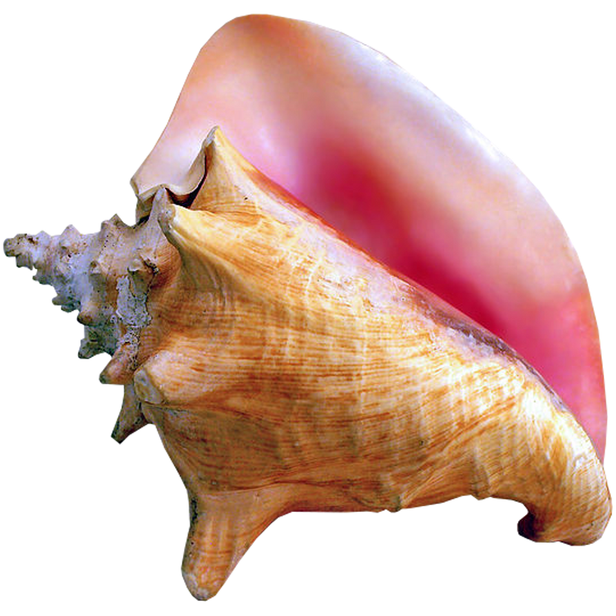 Scp Shell SCP-497 - The Shell by Sarwet46-And-SCP on DeviantArt