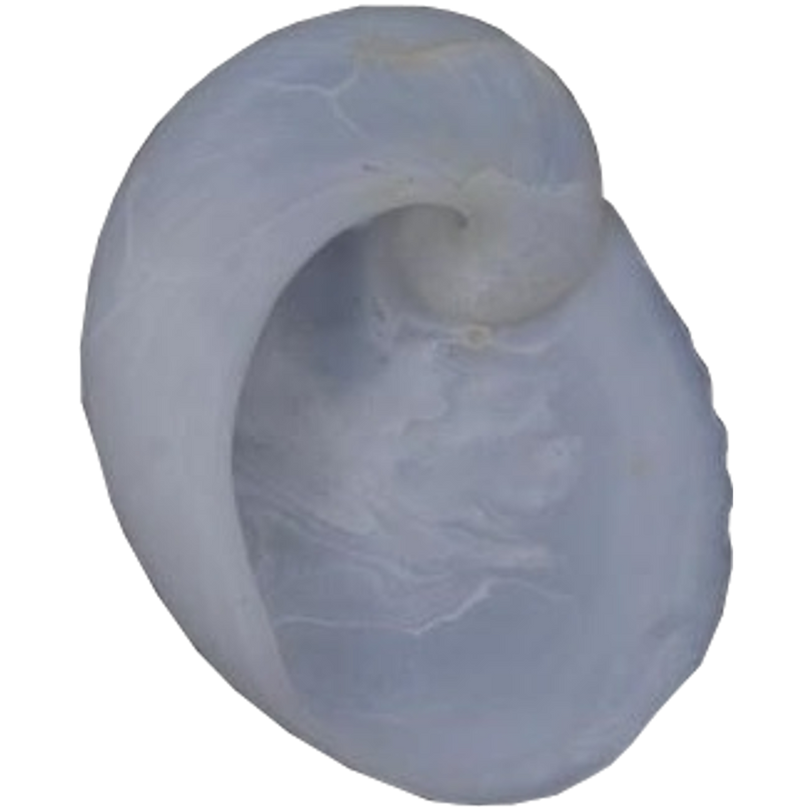 Scp Shell SCP-1744 - Shell Secrets by Sarwet46-And-SCP on DeviantArt