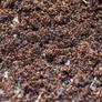 SCP-1942 - Industrious Ants