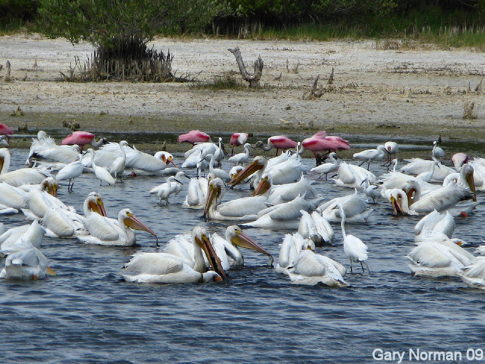 Pelicans and Spoonbills