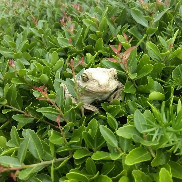 Tree Frog in a Bush