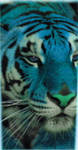 Teal Sima by wembly