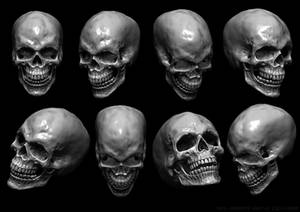 Skull Reference Sheet