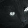 Just a Black Cat