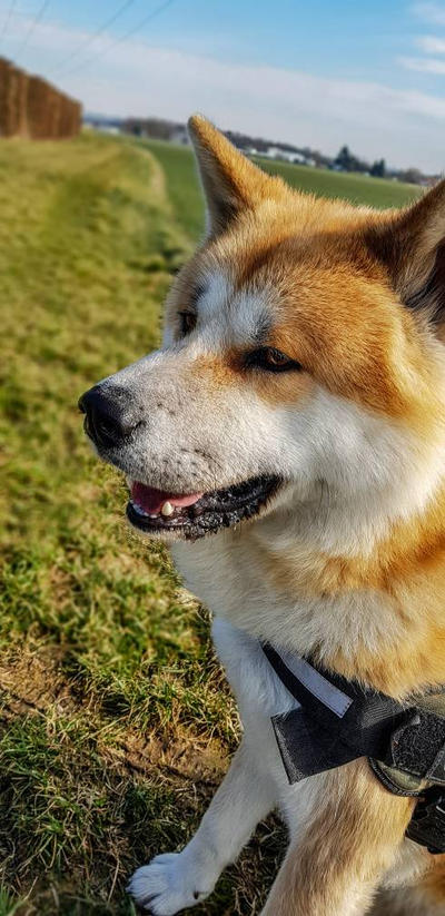 japanse akita inualievo on deviantart