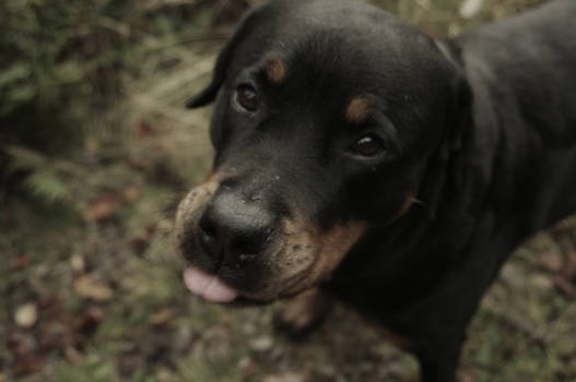 Bissi the Rottweiler