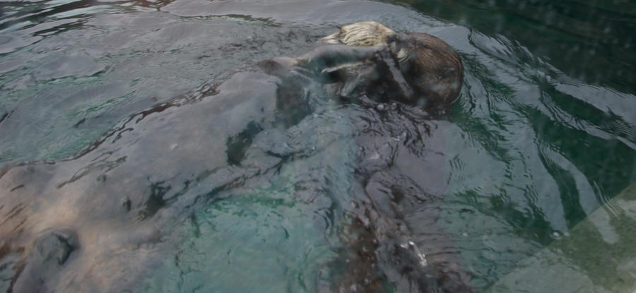 Kissing Otters