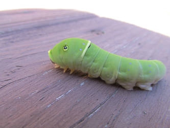 Tiger Swallowtail Moth Caterpillar