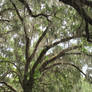 Spanish Moss