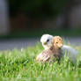 Two Little Chicks