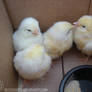 Chicks in a Box