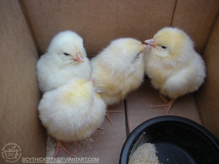 Chicks in a Box