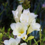 White Freesia