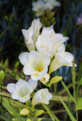 White Freesia