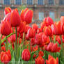 Orange Cassini Triumph Tulips