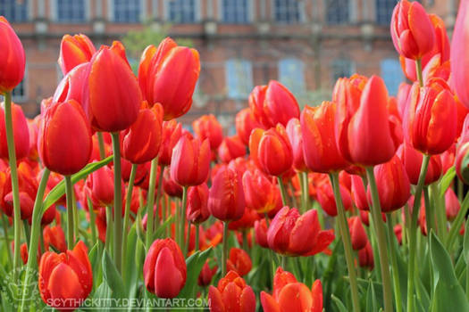 Orange Cassini Triumph Tulips