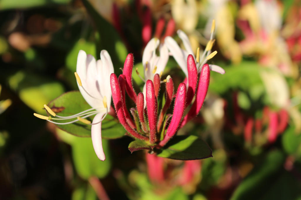 Lonicera by Noodle-04 on DeviantArt