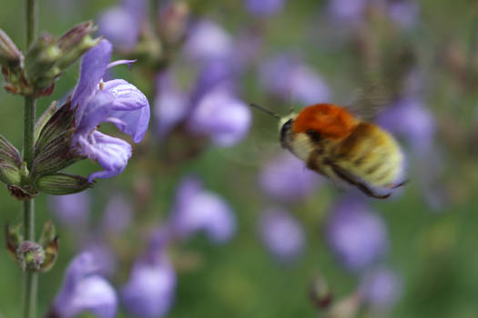 Bumblebee II
