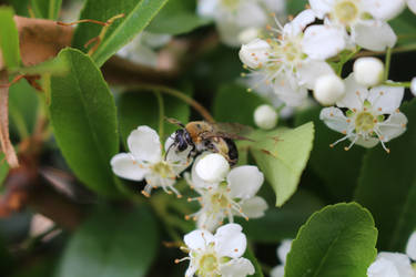 Crataegus and bee