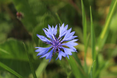 Centaurea Montana