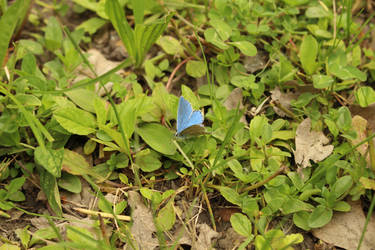 Polyommatus bellargus II