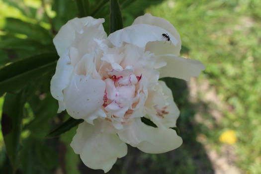 Paeonia white