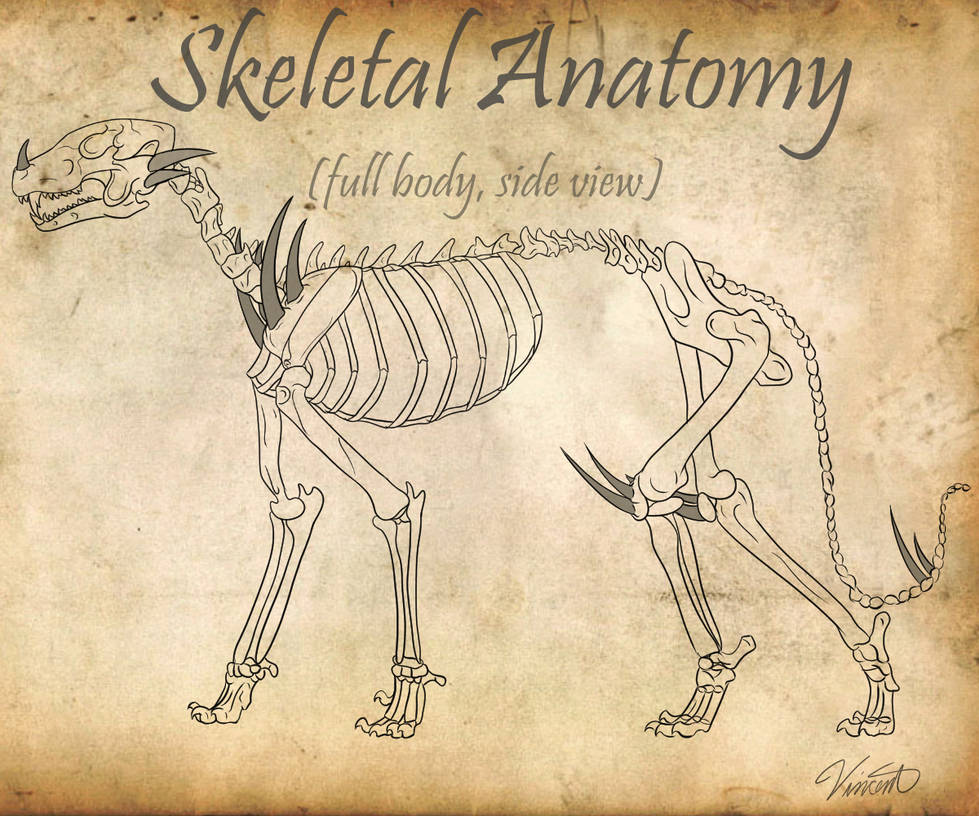 Dibeast Skeletal Anatomy by Venom7545 on DeviantArt