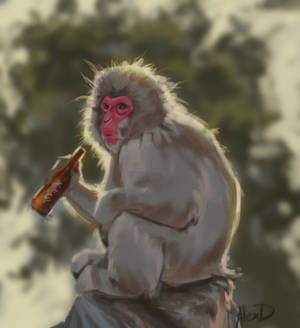 Macaque