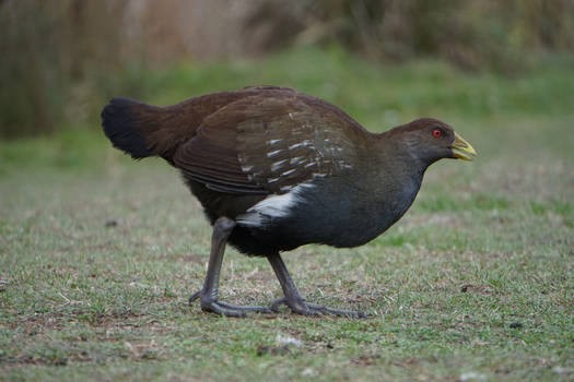 Native hen