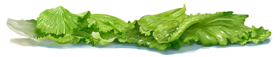 Lettuce