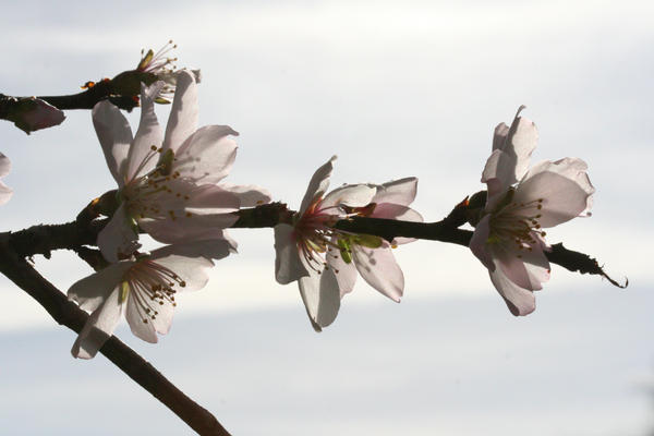 Almond blossom