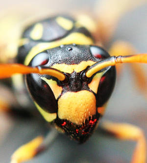 portrait of a wasp