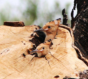 hoopoe