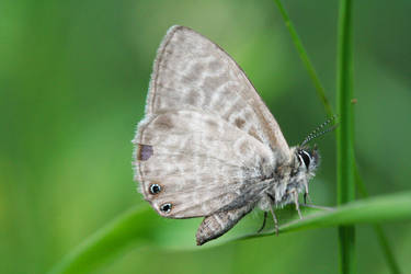 leptotes pirithous by AnjaSchlegelmilch