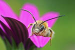 chilling on pink petals by AnjaSchlegelmilch