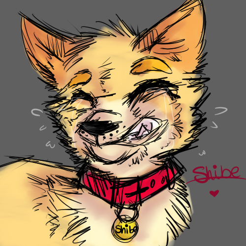 gets wifi, shibe by on