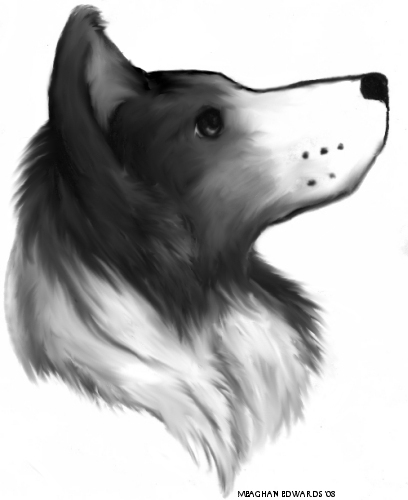 79+ Border Collie Puppy Drawing Easy - l2sanpiero 79+ Border Collie Puppy Drawing Easy - l2sanpiero