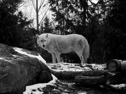 Arctic Wolf