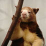 Yes, I'm cute - Tree Kangaroo