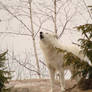 Winter Song - Arctic Wolf