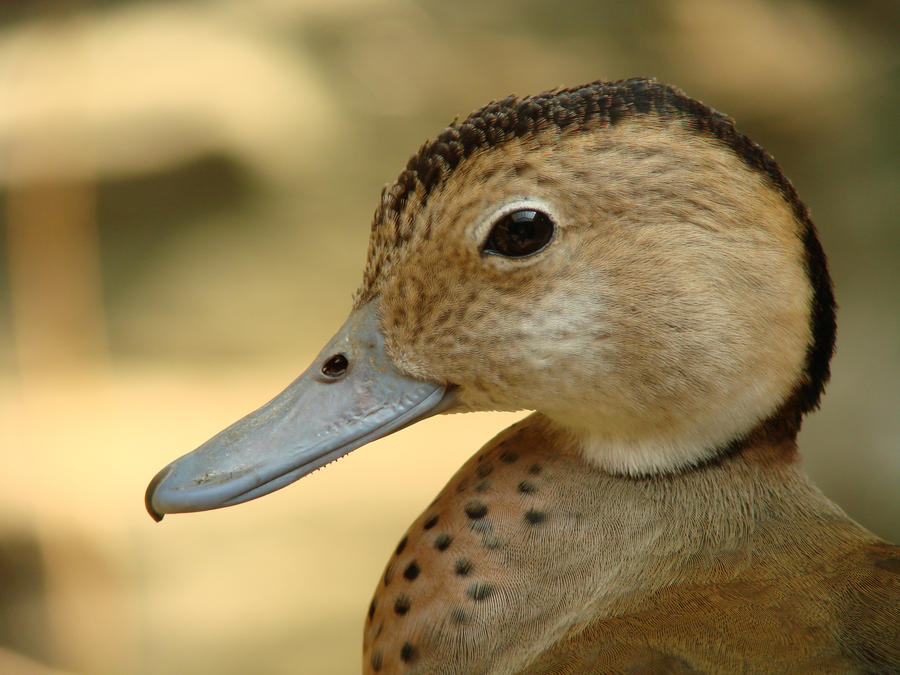 Pretty in Profile - Duck