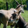 Mixed Company - Eland - Nilgai