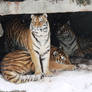 Family - Siberian Tigers