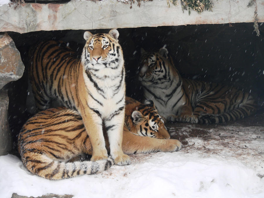 Family - Siberian Tigers