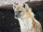 Hyena in Winter