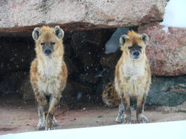 Two of a kind - Spotted Hyenas