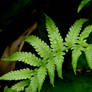 Waterdrops - Fern